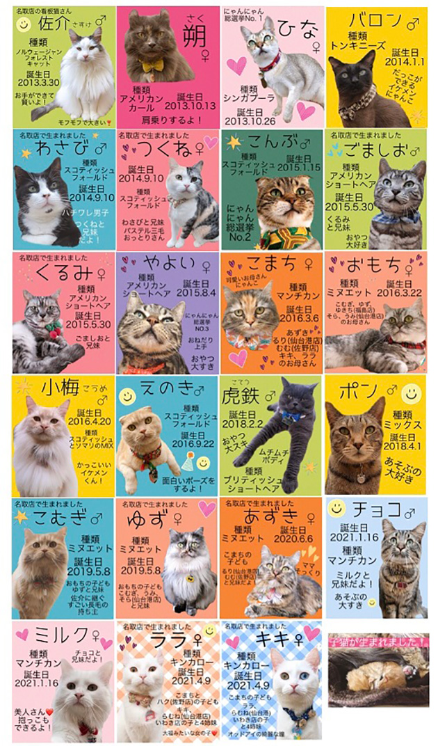 猫カフェ アミューズパーク名取りんくう店 猫カフェ アミューズパーク名取りんくう店
